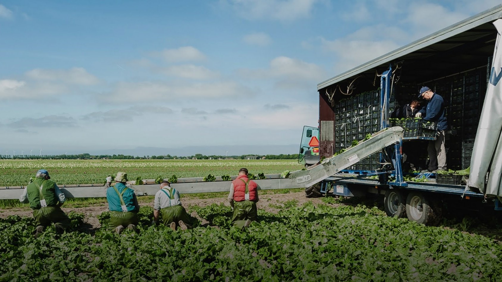 duijndam machines|duijndam-team-720x480|Greenhouse vegetables
